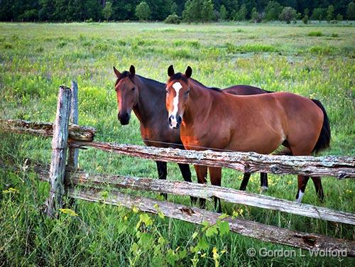 Two Horses_P1150199-201.jpg - Photographed near Eastons Corners, Ontario, Canada.